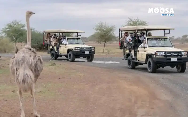 Guided Tours in Sharjah Safari Park