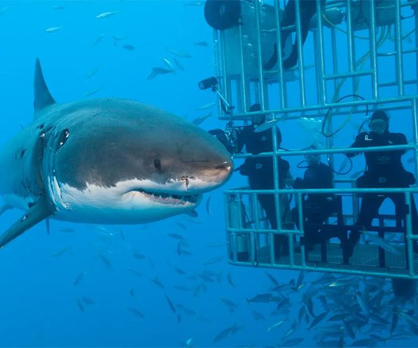 Shark Dives and Cage Snorkeling