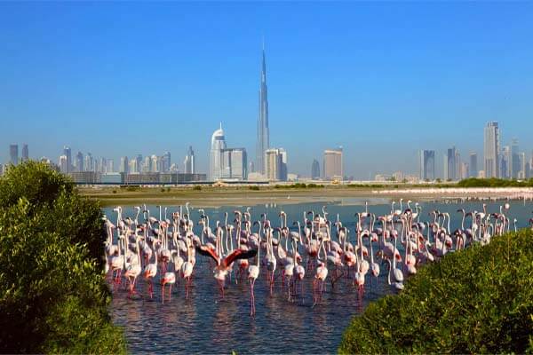 See The Flamingos at Ras Al Khor Wildlife Sanctuary